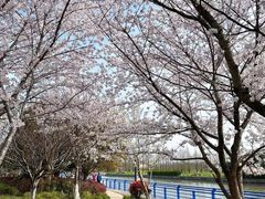 -高东镇樱花园