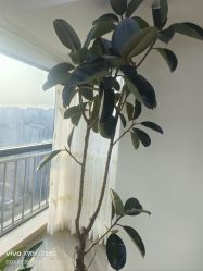 -HEYAN荷妍专业脱毛连锁机构