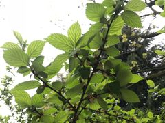 -白塘生态植物园