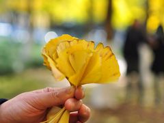 -重庆市江北嘴中央商务区中央公园