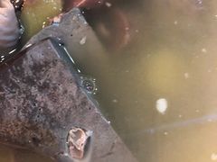 羊杂汤-护国寺小吃(机场店)