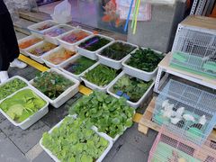 -青石桥花鸟鱼虫市场(叠翠城店)