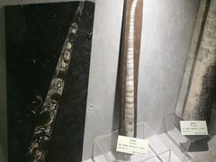 -河南自然博物馆