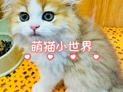 -欣宠猫屋·矮脚拿破仑·蓝金金渐层