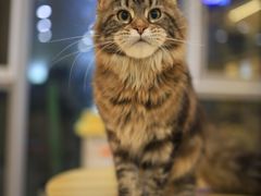 -柚子猫舍·精品猫舍购猫·猫咪认养·购宠·宠物店