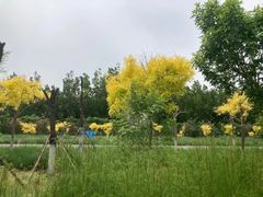 -西青郊野公园