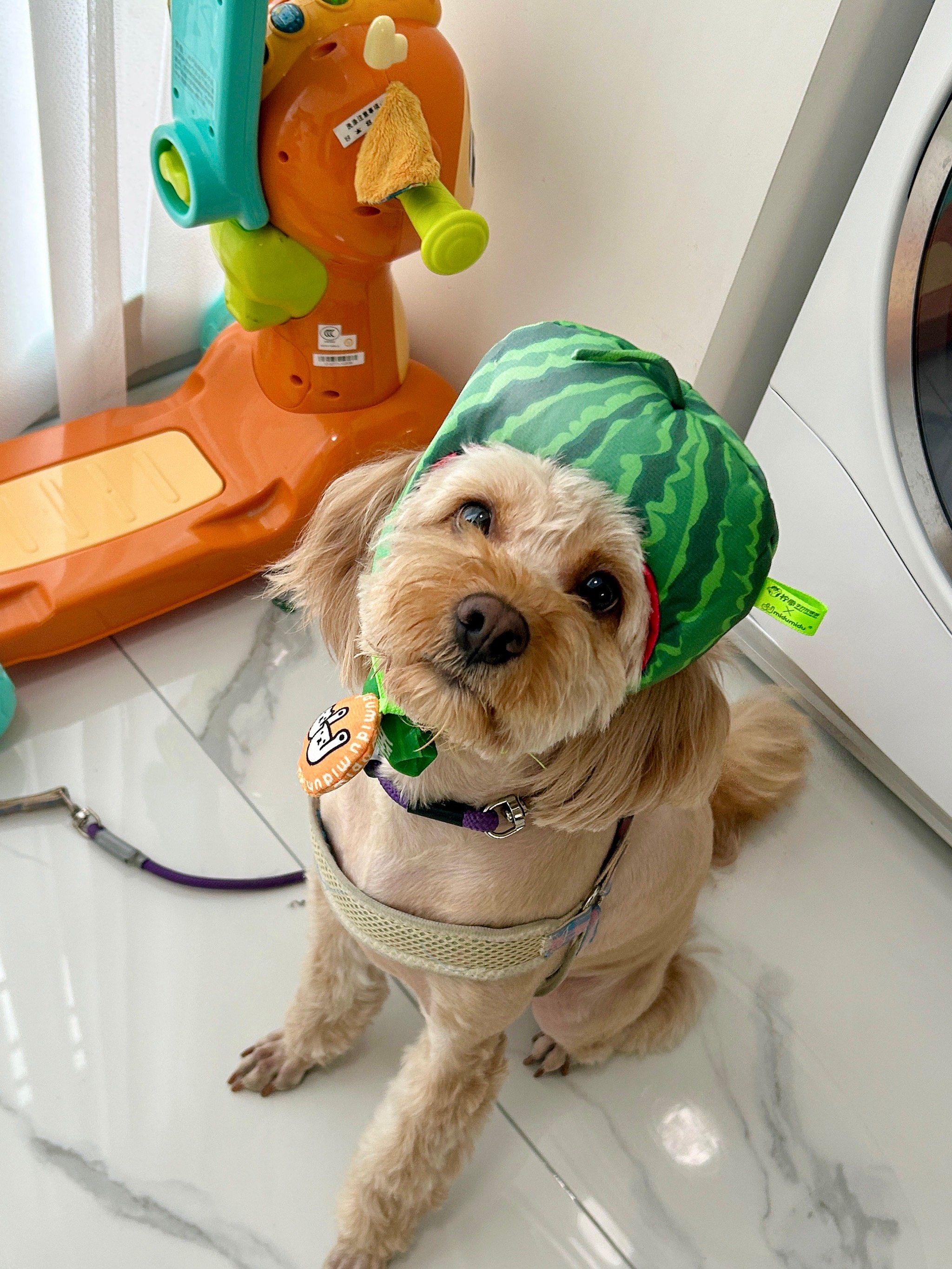 到了 夏天我就是西瓜脑袋🍉