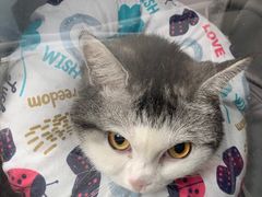 -关爱宠物医院·猫科中心·消化科(滨湖万达分院)