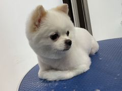 -佳雯宠物医院·皮肤科·内外科(春晓路分院)