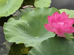 -铁锅炖灶台鱼老三炖鱼馆