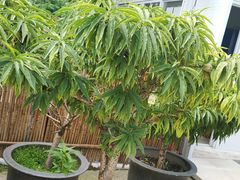 -勿忘我花海