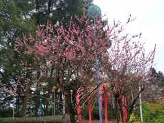 -南山植物园