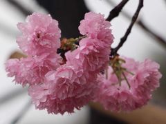 -天适樱花悠乐园