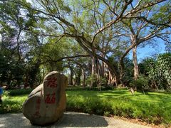 -瑞丽独树成林风景区