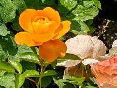 -东方体育中心(地铁站)