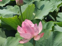 -莲池书院博物馆