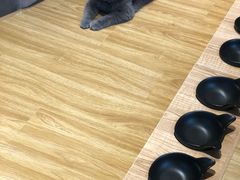-啵啵喵·猫咖(攀华国际店)