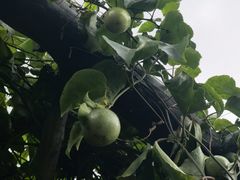 -蔡家宅