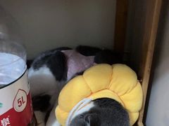 -中农大我爱我爱动物医院·核磁CT·猫病·24小时夜诊中心(石佛营店)
