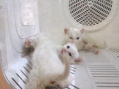 -平行世界·猫咖(首经贸店)