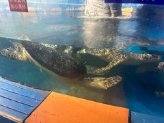 -烟台海昌鲸鲨海洋公园