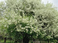 -黑龙江省森林植物园