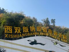 -西双版纳原始森林公园