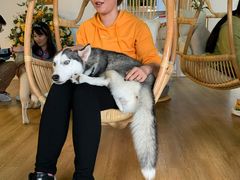 -Husky Go! 哈士奇体验馆·宠物咖啡厅狗咖