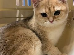-猫大福·Fortune Cat猫舍(百子湾店)