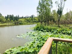 -东郊湿地公园