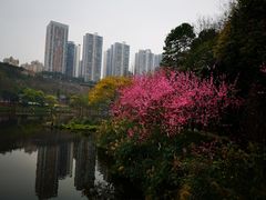 -重庆彩云湖湿地公园
