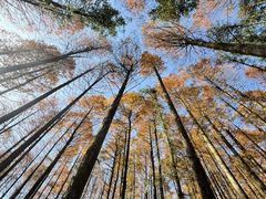 -山王坪喀斯特国家生态公园