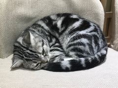 -猫和宫(六道口店)