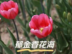 -朝阳公园