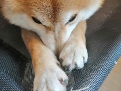 -南京Hallo宠物乐园·哈罗犬舍·柴犬繁育基地