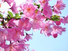 -石家庄市植物园