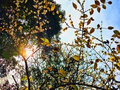 -杭州半山国家森林公园