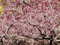 -海棠花溪(元大都城垣遗址公园)