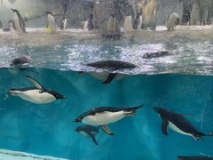 -珠海长隆海洋王国