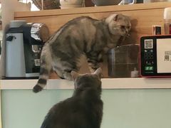 -平行世界·猫咖(首经贸店)