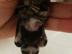 -创凡宠物医院·骨专科  猫科中心(西乡分院)