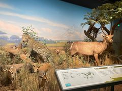 -陕西自然博物馆