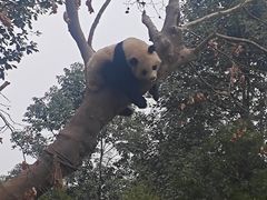-都江堰中华大熊猫苑
