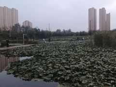 -前关湿地公园