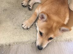 -浣熊柯尔鸭土拨鼠·电玩咖