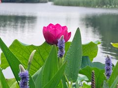 -新江湾城公园