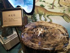 -陕西自然博物馆