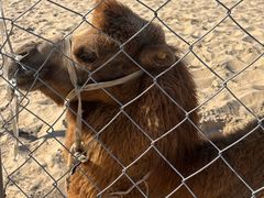 -库伦旗银沙湾旅游景区