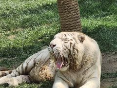 -北京野生动物园