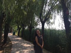 -白洋淀景区